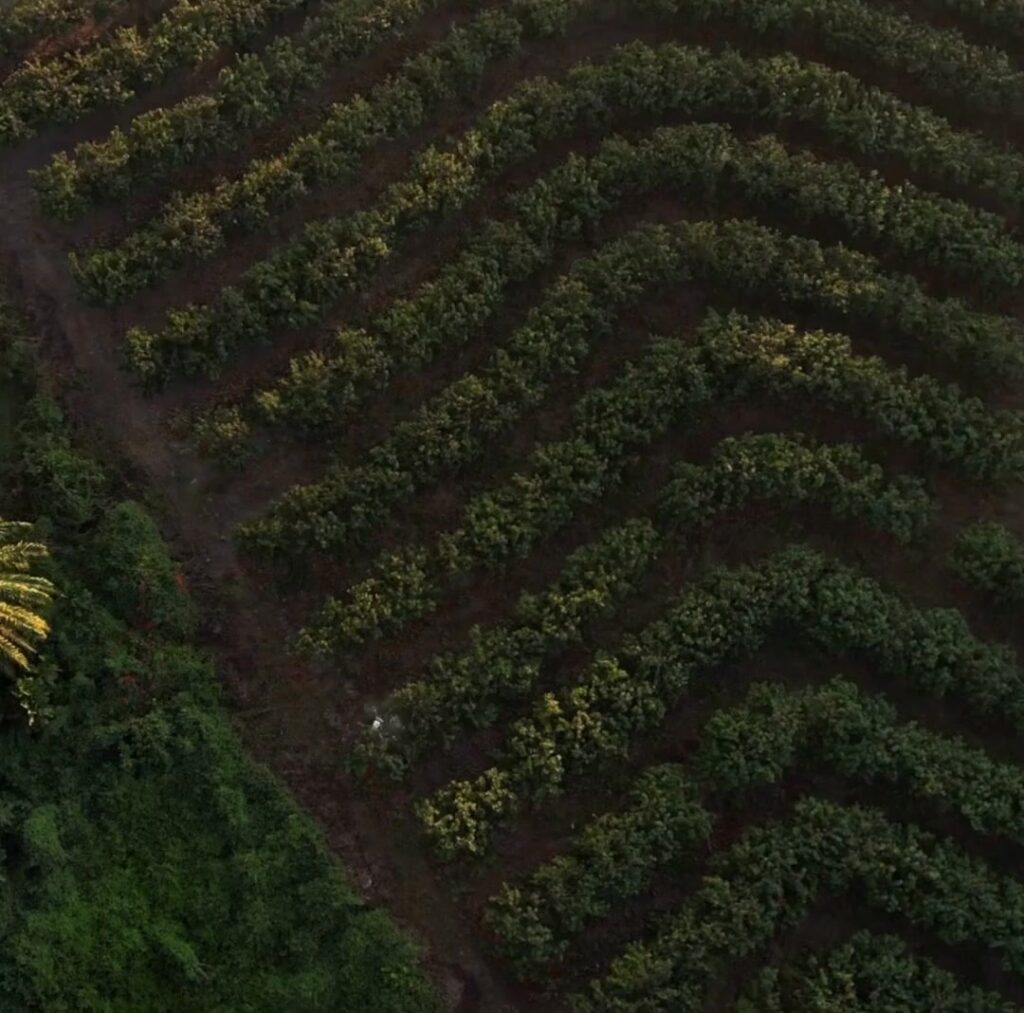 Instagram post from gentracomroastery. This post is in position 0.