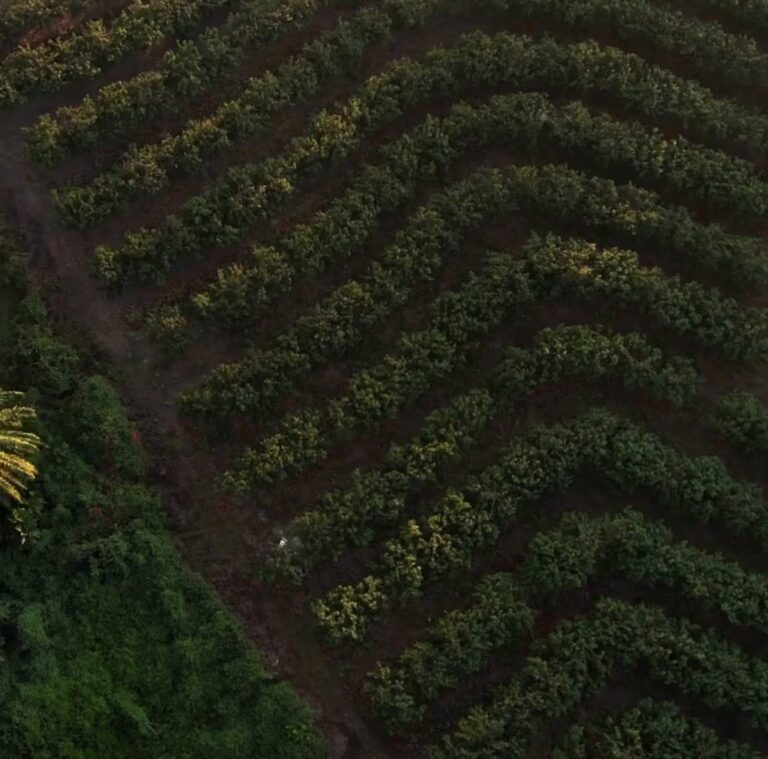 Instagram post from gentracomroastery. This post is in position 1.